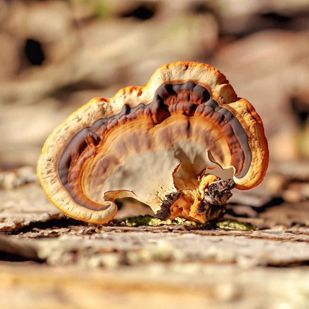 Reishi-Mushroom