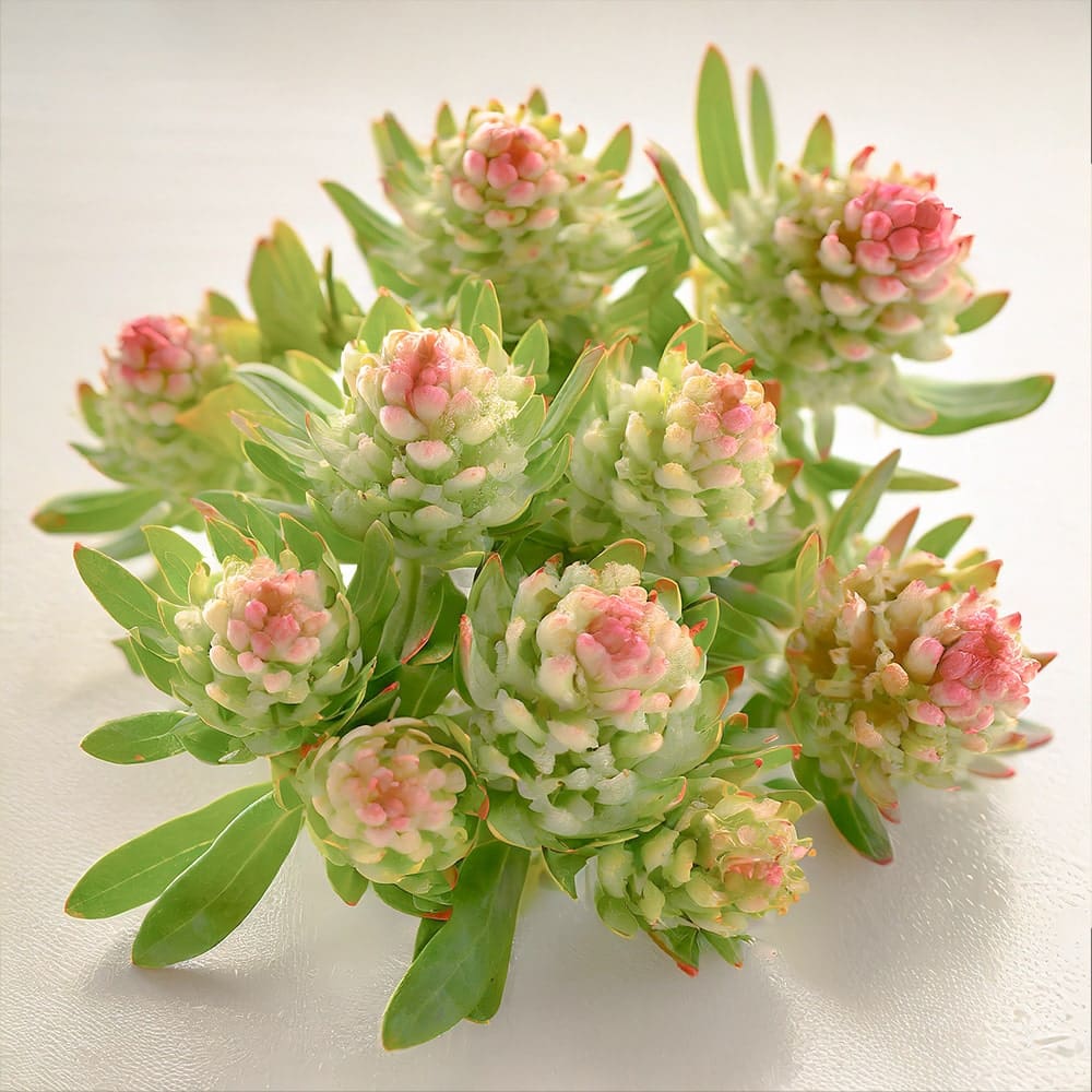 Rhodiola-Rosea