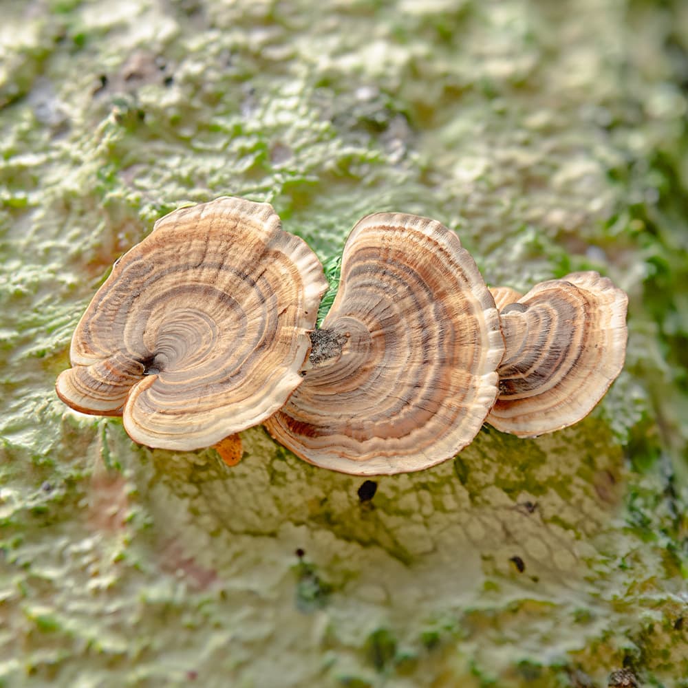 Turkey-Tail-Mushroom